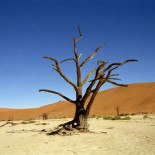 arbre-namibie arbre-namibie