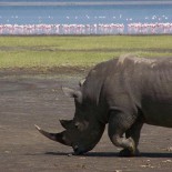 kenya-rhinocéros kenya-rhinocéros