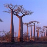 madagascar-baobab