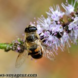 macro-abeille macro-abeille