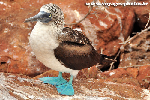 Galapagos - Fou à pieds bleus