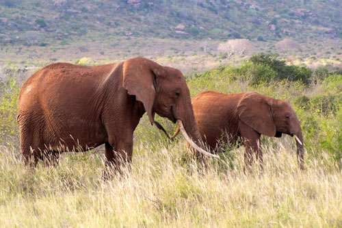 Photos d'éléphants en Tanzanie