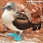 Galapagos - Oiseaux