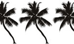 Logo palmier