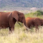 Safari en Tanzanie