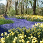 Keukenhof - Jonquille