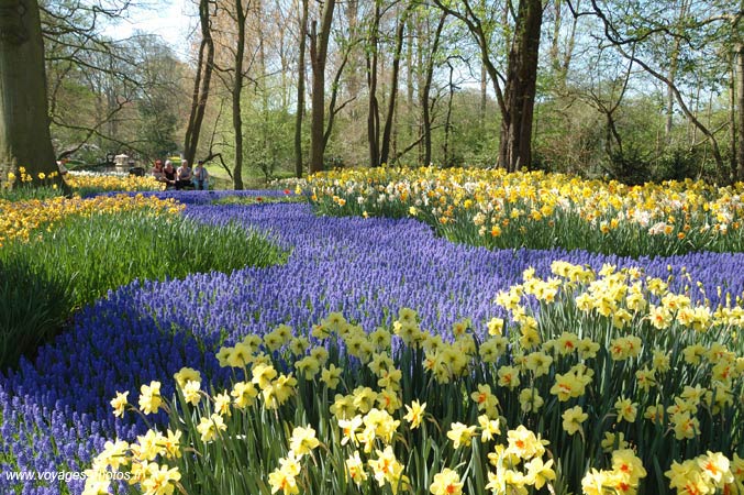 Keukenhof - Jonquille