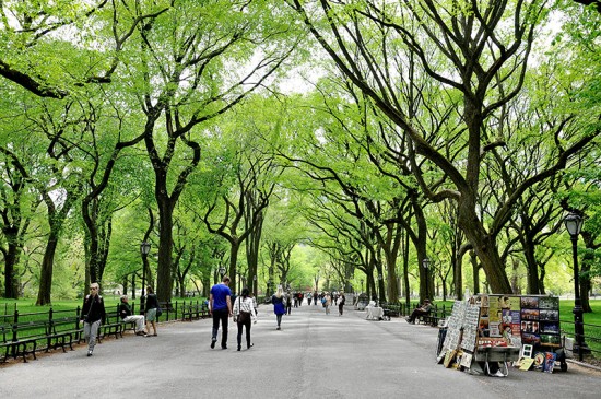 New York - Arbre