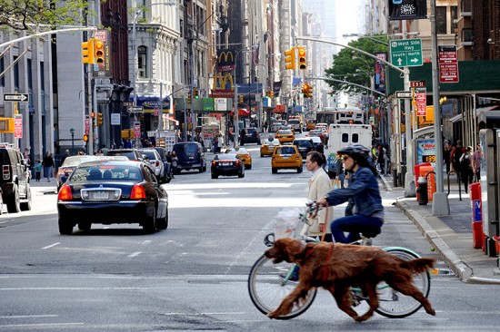 New York - Chien et velo