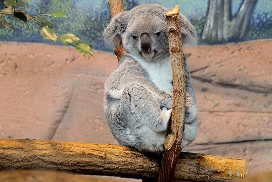 koala