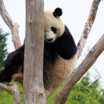 Zoo de Beauval - Panda