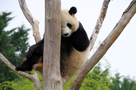 Zoo de Beauval - Panda