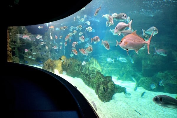 aquarium crete