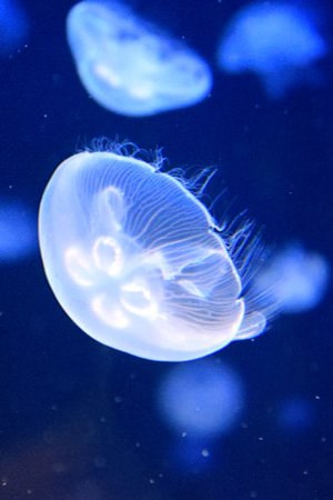 meduse-cretaquarium