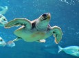 Cretaquarium - Tortue
