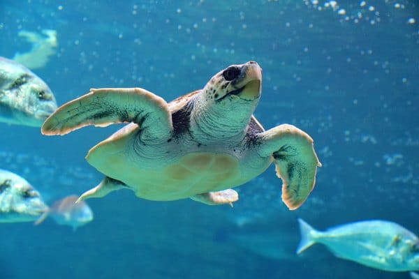 Le Cretaquarium d'Héraklion - News Voyageur