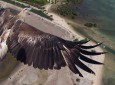 Photo drone - Aigle en vol