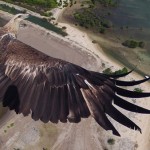 Photo drone - Aigle en vol