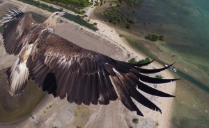 Photo drone - Aigle en vol