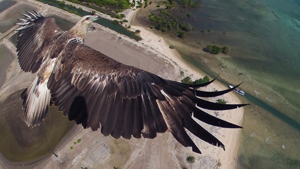 Photo drone - Aigle en vol