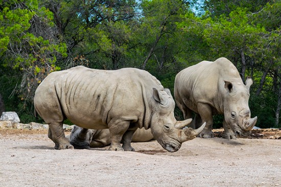 Zoo de Montpellier - Rhinocéros