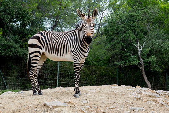 Zoo de Montpellier - Zèbre