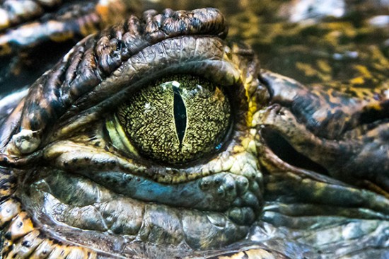 Zoo de Montpellier - Oeil de crocodile