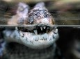 Zoo de Montpellier - crocodile