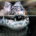 Zoo de Montpellier - crocodile