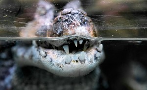 Zoo de Montpellier - crocodile
