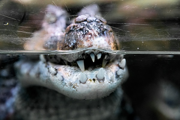 Zoo de Montpellier - crocodile