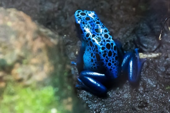 Zoo de Montpellier - Grenouille