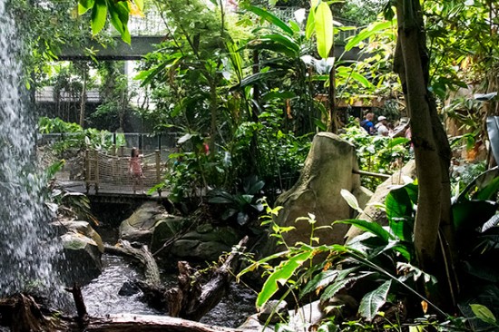 Zoo de Montpellier - serre tropicale