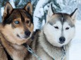 Chiens de traineau