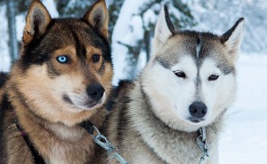 Chiens de traineau