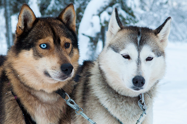 Chiens de traineau