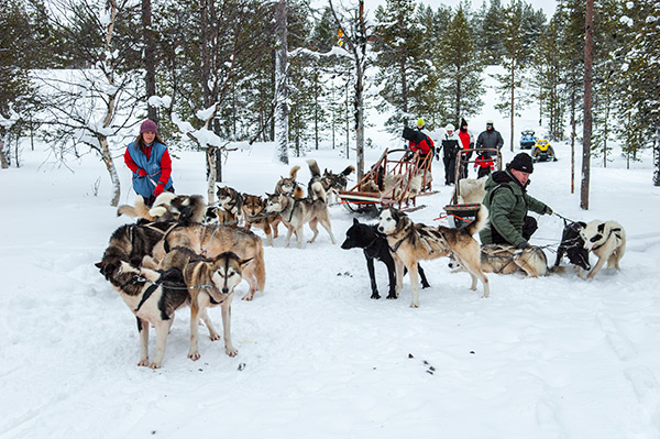 meute-de-chien