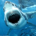 Machoire d'un grand requin blanc