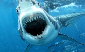 Machoire d'un grand requin blanc