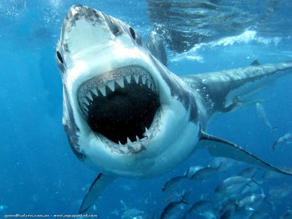 Machoire d'un grand requin blanc