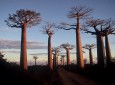 Madagascar - baobab