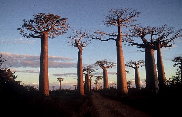 Madagascar_baobab