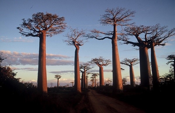 Madagascar - baobab