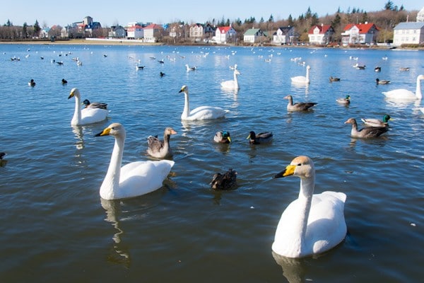 Islande - Cygnes