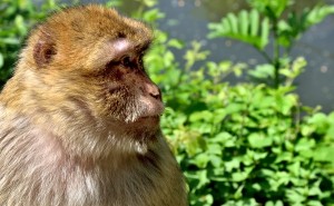 Montagne des Singes - Singe magot