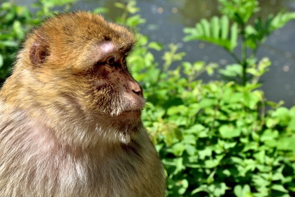 Montagne des Singes - Singe magot