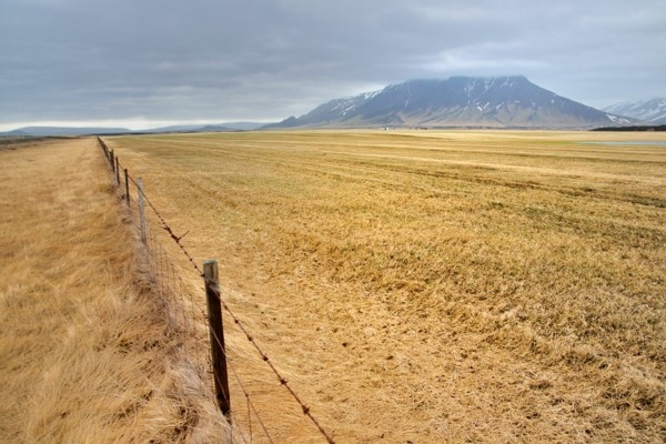 champ islande