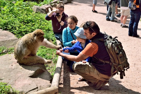 nourrir singe