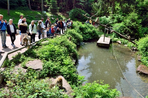 riviere montagne singe