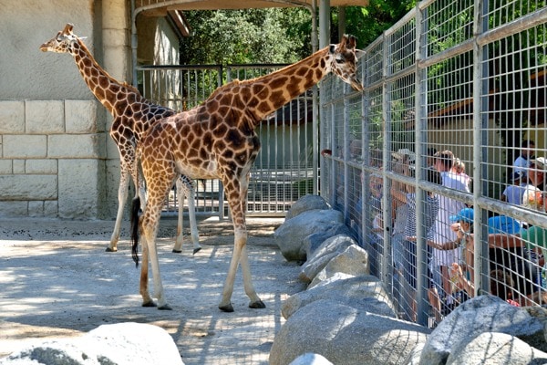 girafe